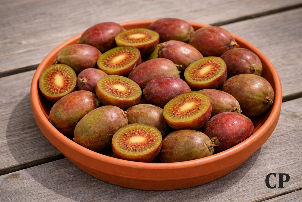 KIWIBES 'KEN'S RED'