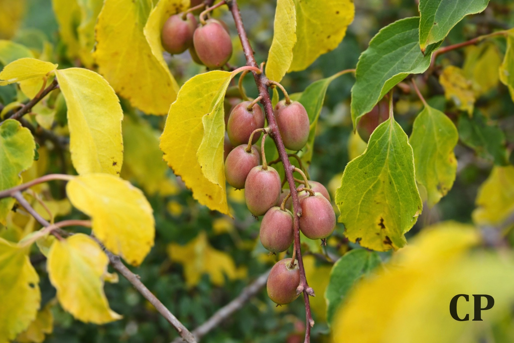 KIWIBES 'WEIKI'