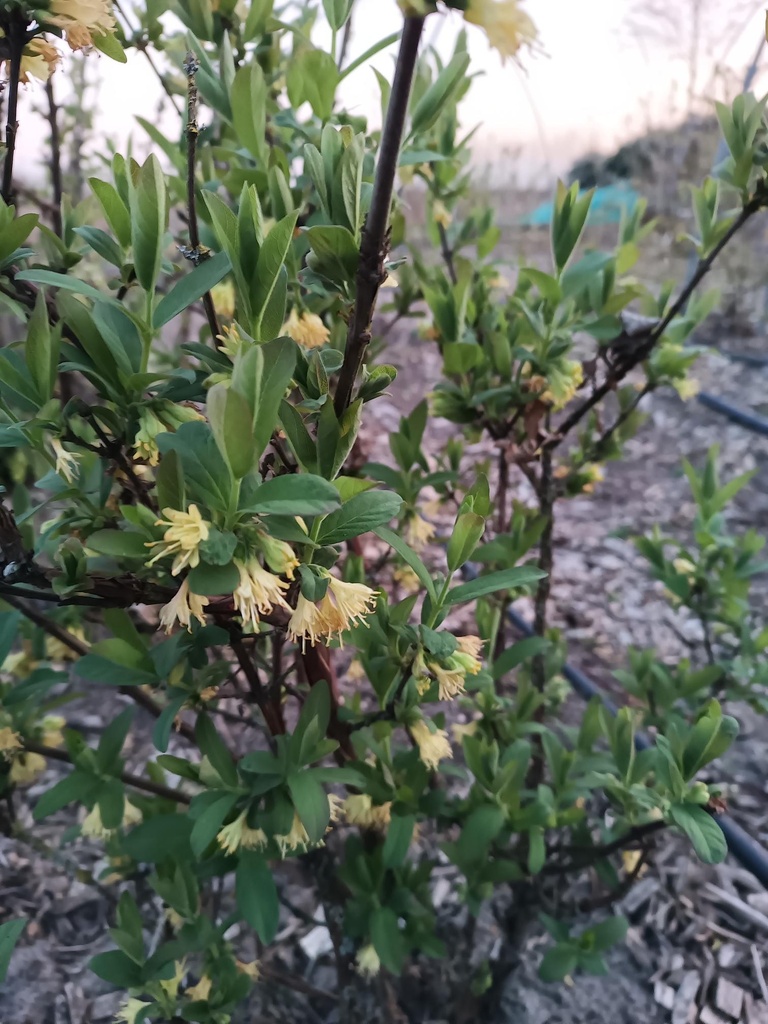 HONINGBES 'AURORA'