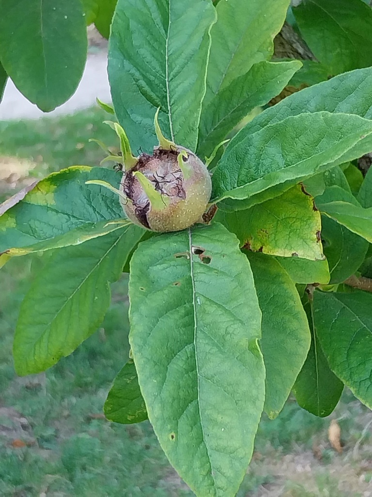 MESPILUS GERMANICA JAARSE SNOER