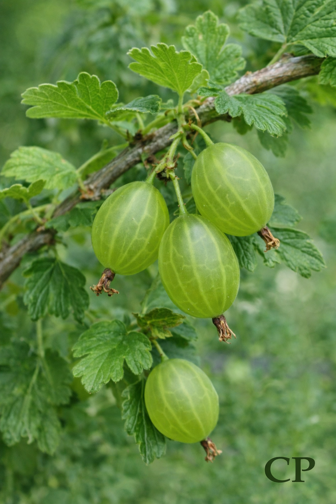 STEKELBES 'MUCURINES'