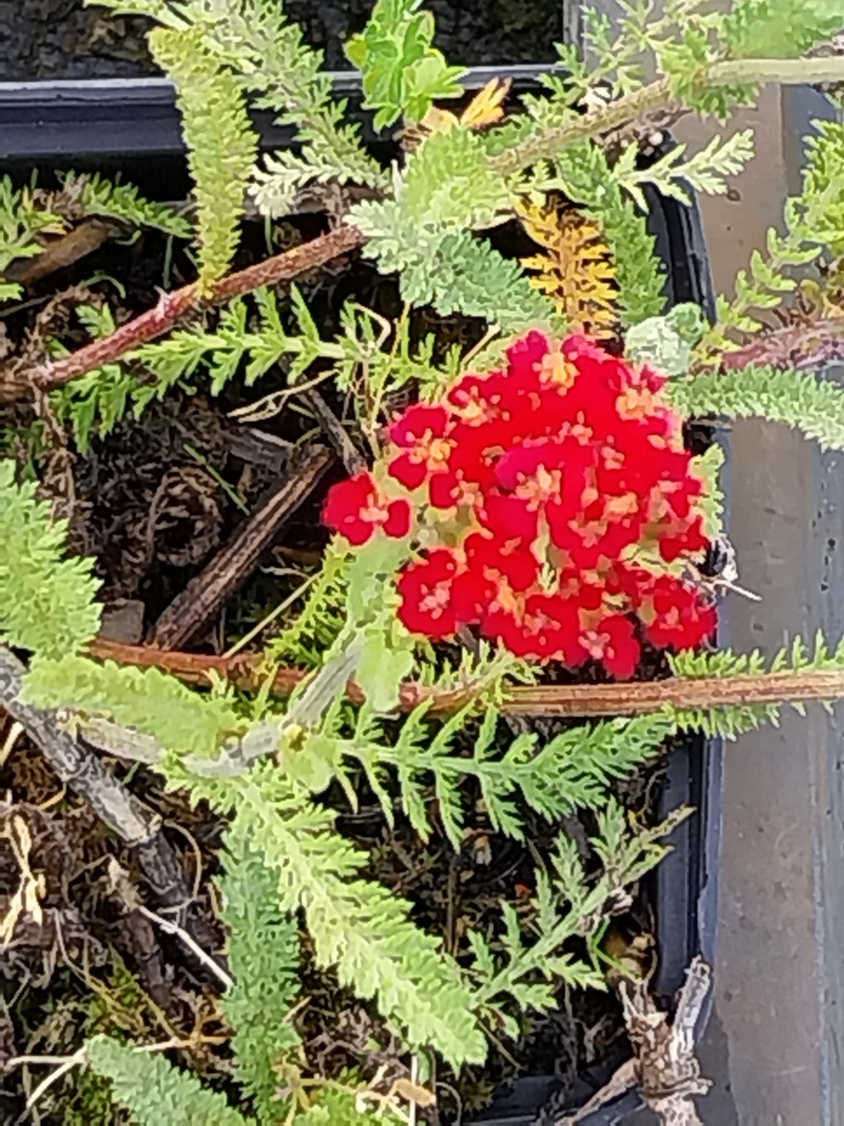 ACHILLEA MILLEFOLIUM 'CERISE QUEEN'