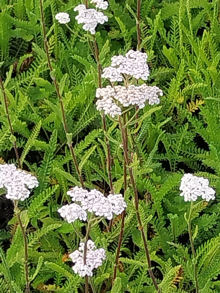 ACHILLEA MILLEFOLIUM 'WHITE BEAUTY'