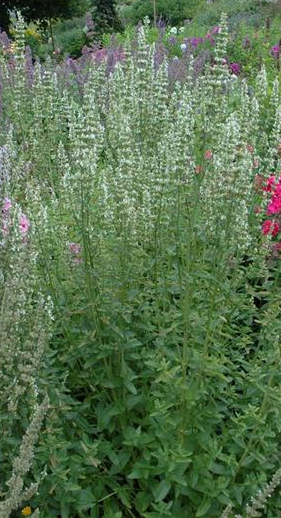 AGASTACHE RUGOSA 'ALABASTER'