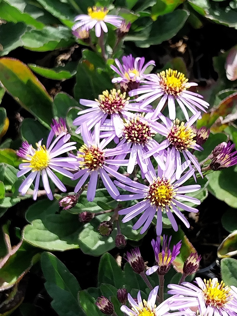 ASTER AGERATOIDES 'ADUSTUS NANUS'