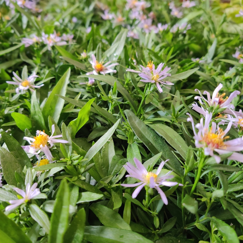 ASTER VERSICOLOR 'ALTWEIBERSOMMER'