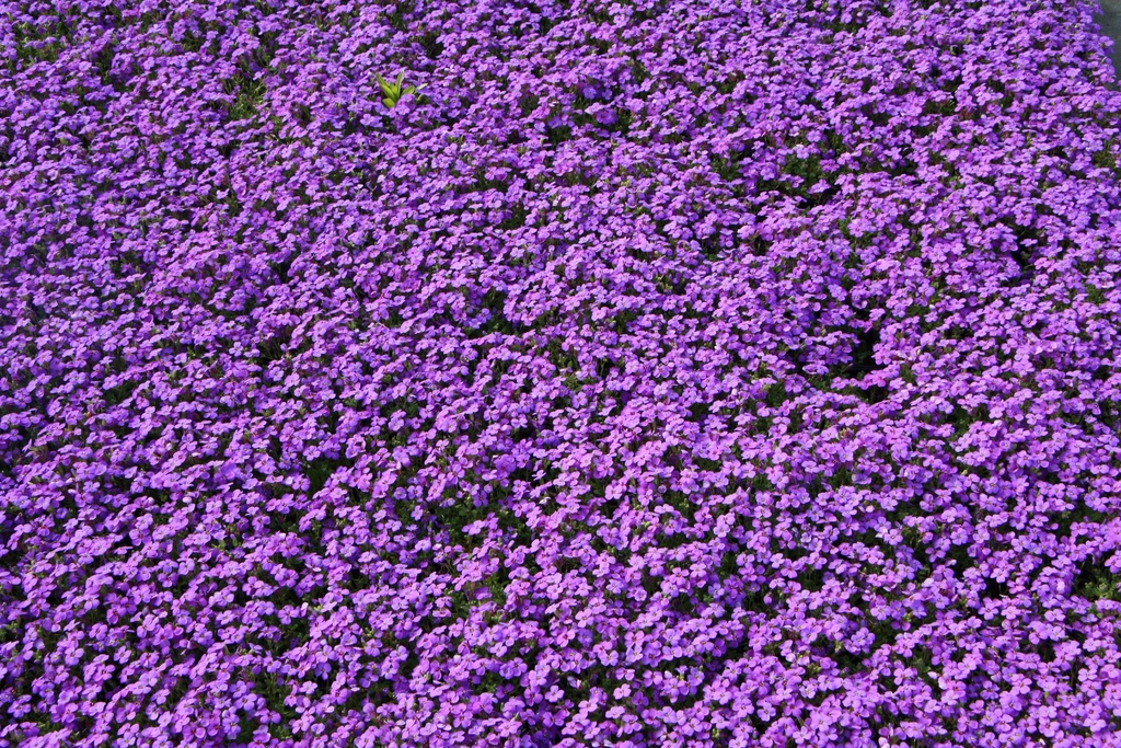 AUBRIETA HYBRIDE 'HAMBURGER STADTPARK'