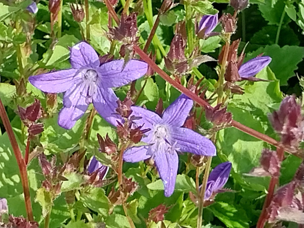 CAMPANULA POSCHARSKYANA