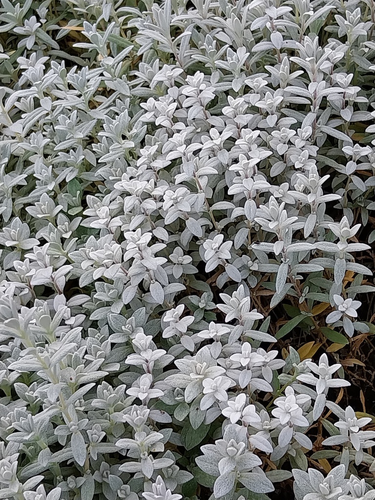 CERASTIUM TOMENTOSUM 'YO YO'