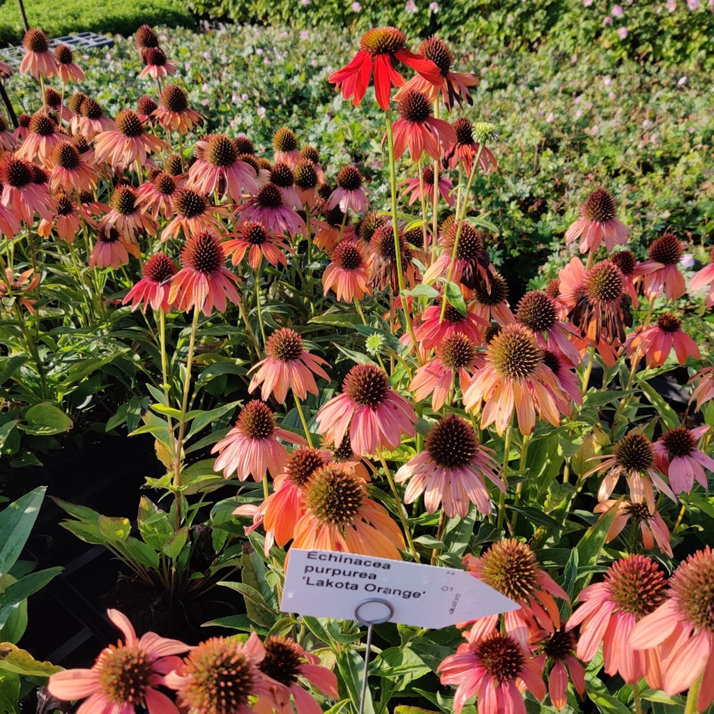 [ECHPLORAN] ECHINACEA PURPUREA 'LAKOTA ORANGE'