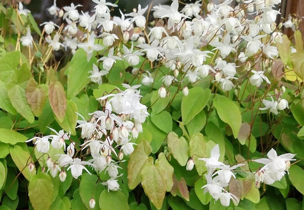 [EPIYNI] EPIMEDIUM YOUNGIANUM 'NIVEUM'