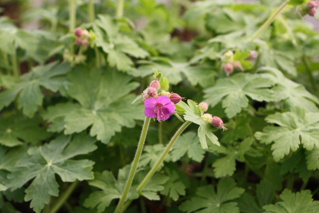 [GERMAC] GERANIUM MACRORRHIZUM