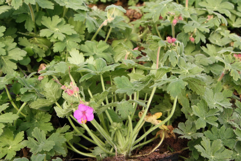 [GERMBV] GERANIUM MACRORRHIZUM 'BEVAN'S VARIETY'