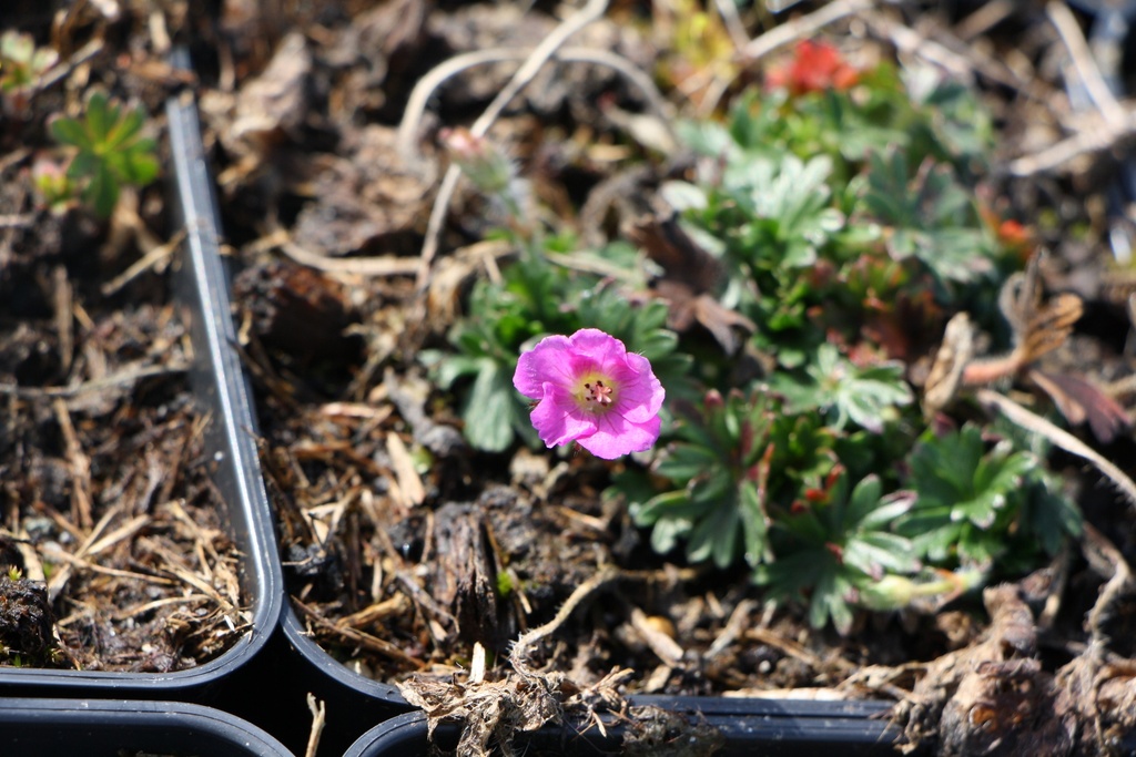 GERANIUM SANGUINEUM 'VISION VIOLET'