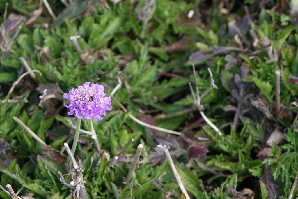 SCABIOSA COLUMBARIA 'BUTTERFLY BLUE'
