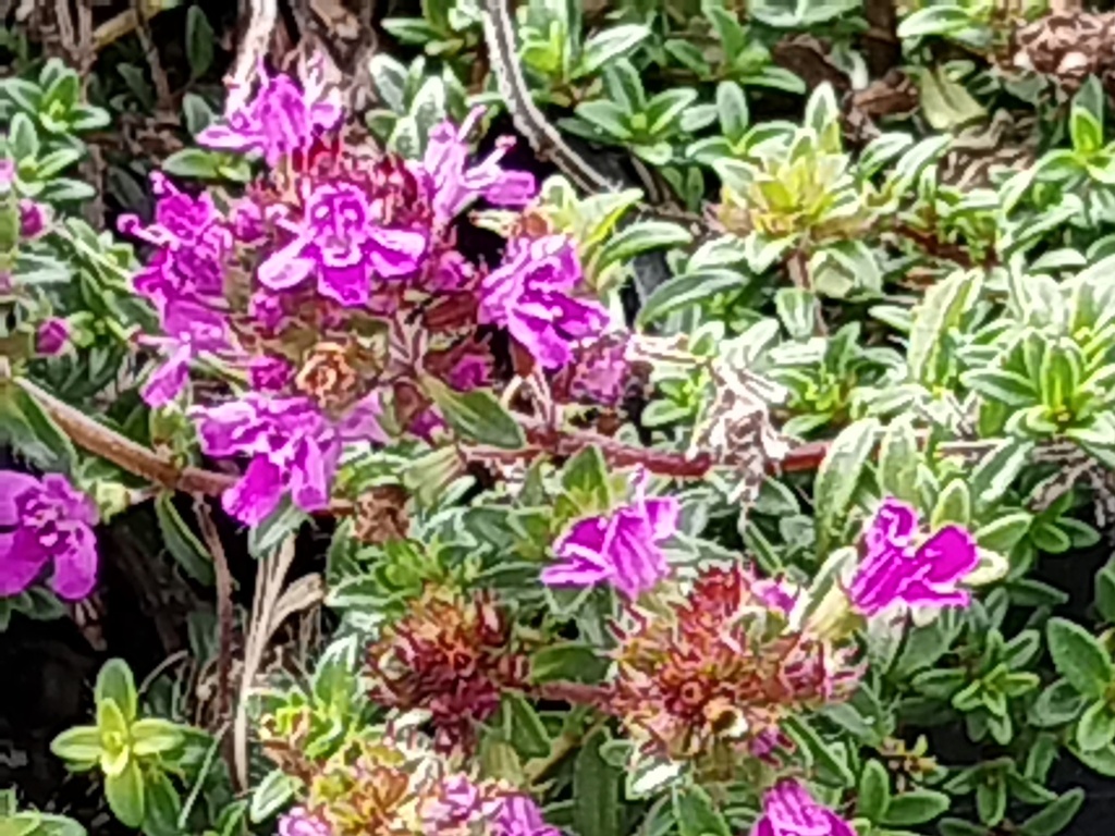 THYMUS PRAECOX 'RED CARPET'