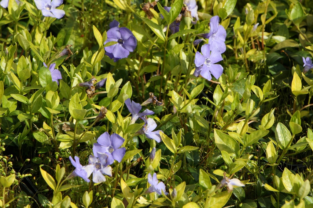 VINCA MINOR 'BOWLES VARIETY' (LA GRAVE)