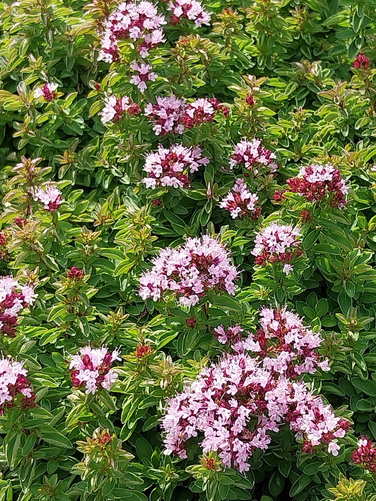 ORIGANUM VULGARE 'COMPACTUM'