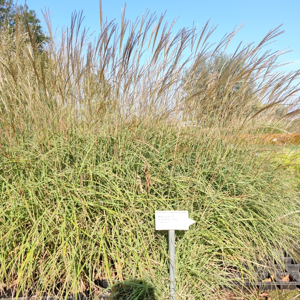 MISCANTHUS SINENSIS 'YAKA DANCE'