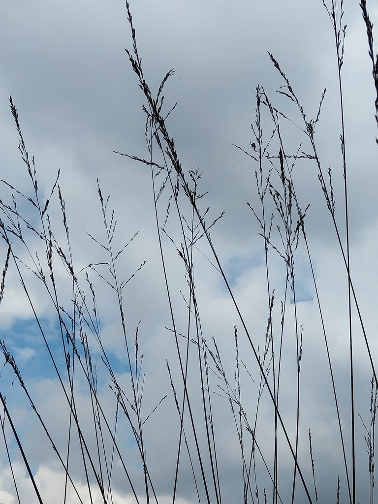 MOLINIA ARUNDINACEA 'BLACK ARROWS'