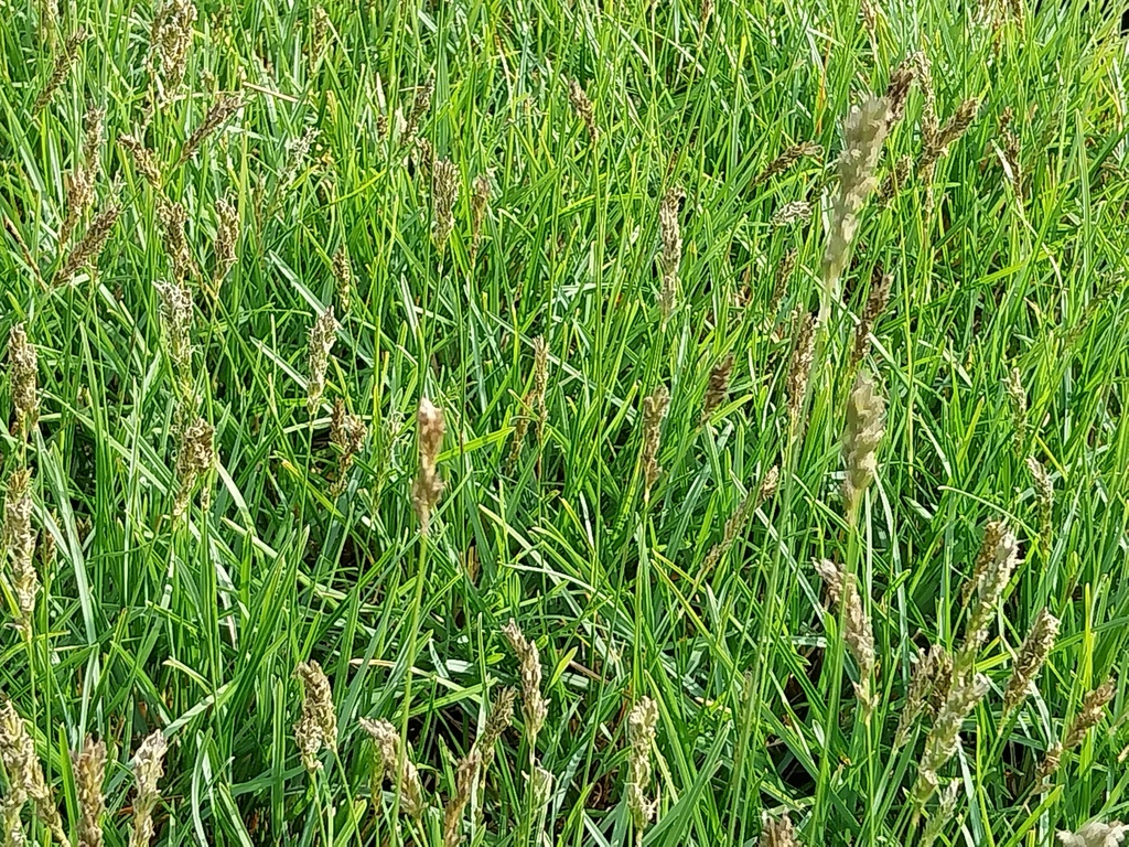 SESLERIA AUTUMNALIS 'GREENLEE HYBRID'