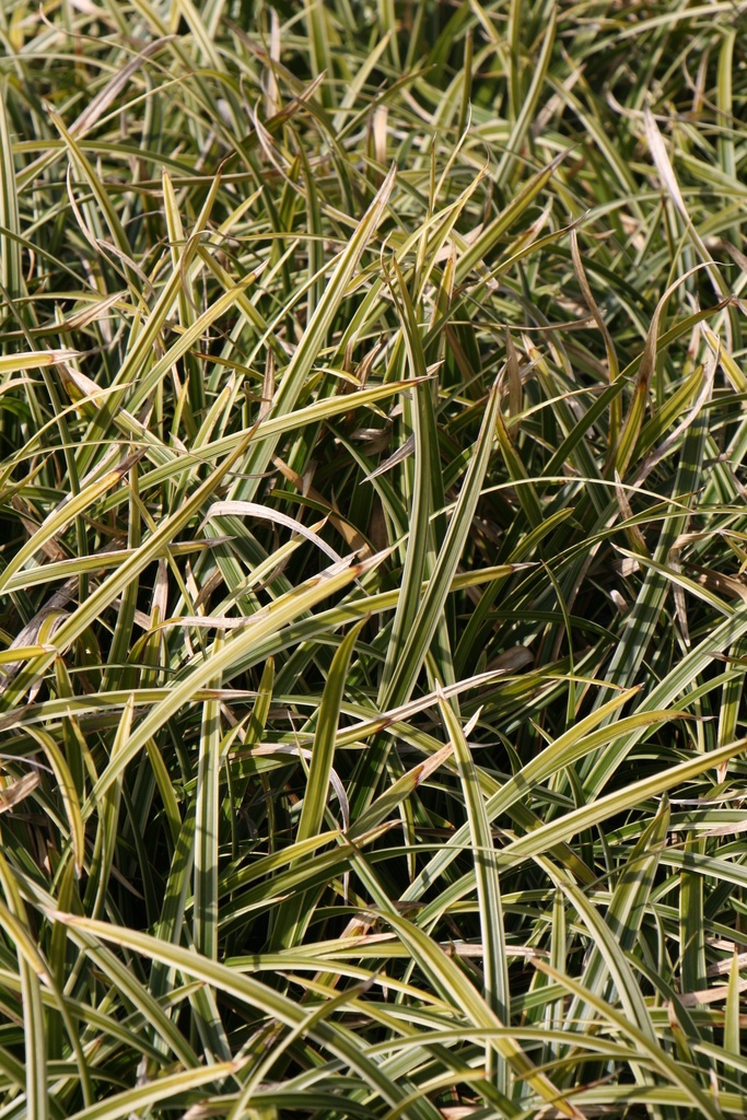 CAREX MORROWII 'ICE DANCE'
