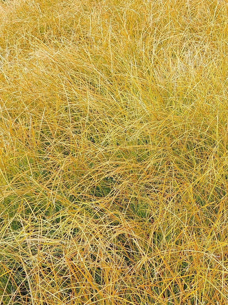 CAREX TESTACEA 'PRAIRIE FIRE'