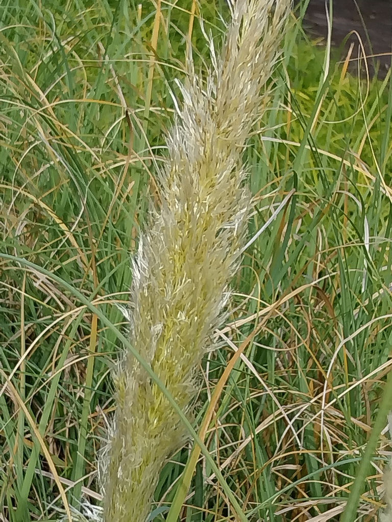 CORTADERIA SELLOANA 'PUMILA'