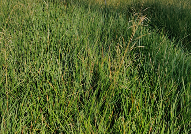 DESCHAMPSIA CESPITOSA 'PALAVA'