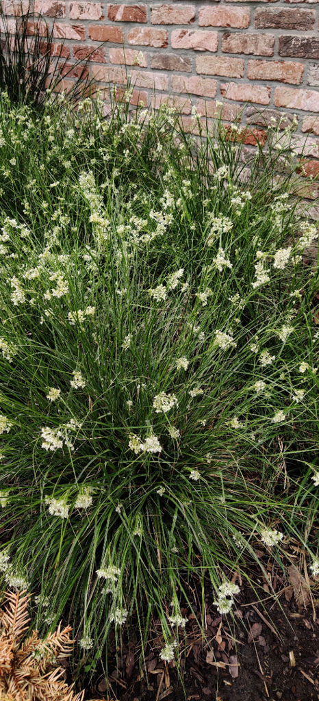 LUZULA NIVEA