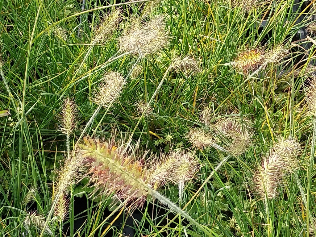 PENNISETUM ALOPECUROIDES 'LITTLE BUNNY'