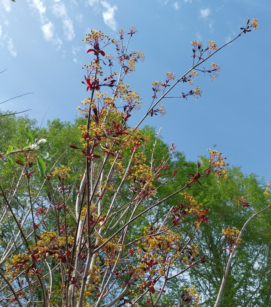 ACER PLATANOIDES 'ROYAL RED' HOOGSTAM