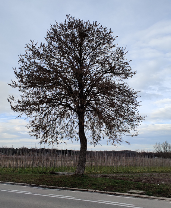 CORYLUS COLURNA HOOGSTAM