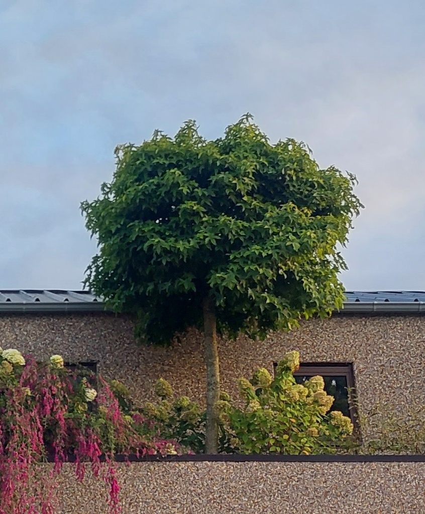 [LSGUH6C] LIQUIDAMBAR STYRACIFLUA 'GUM BALL' HAUT-TIGE (Motte, 6-8 cm)