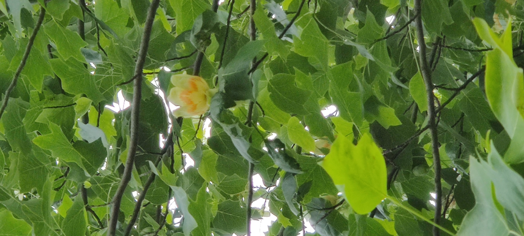 LIRIODENDRON TULIPIFERA HOOGSTAM