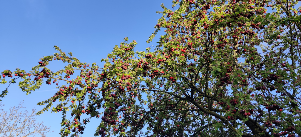 MALUS 'RED SENTINEL' HOOGSTAM