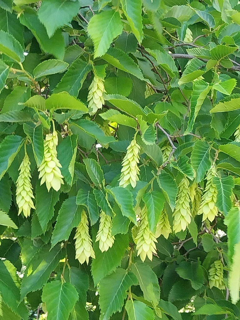 OSTRYA CARPINIFOLIA HOOGSTAM