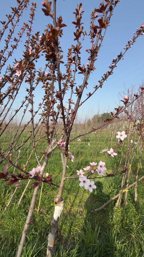 [PCNIH6] PRUNUS CERASIFERA 'NIGRA' HAUT-TIGE (Racines nues, 6-8 cm)
