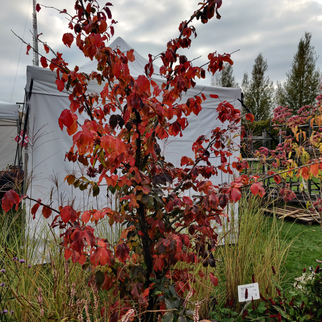 PARROTIA PERSICA HOOGSTAM