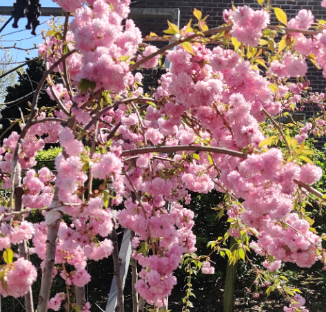 [PSKSHH8] PRUNUS 'KIKU-SHIDARE-ZAKURA' HOOGSTAM (8-10 cm)