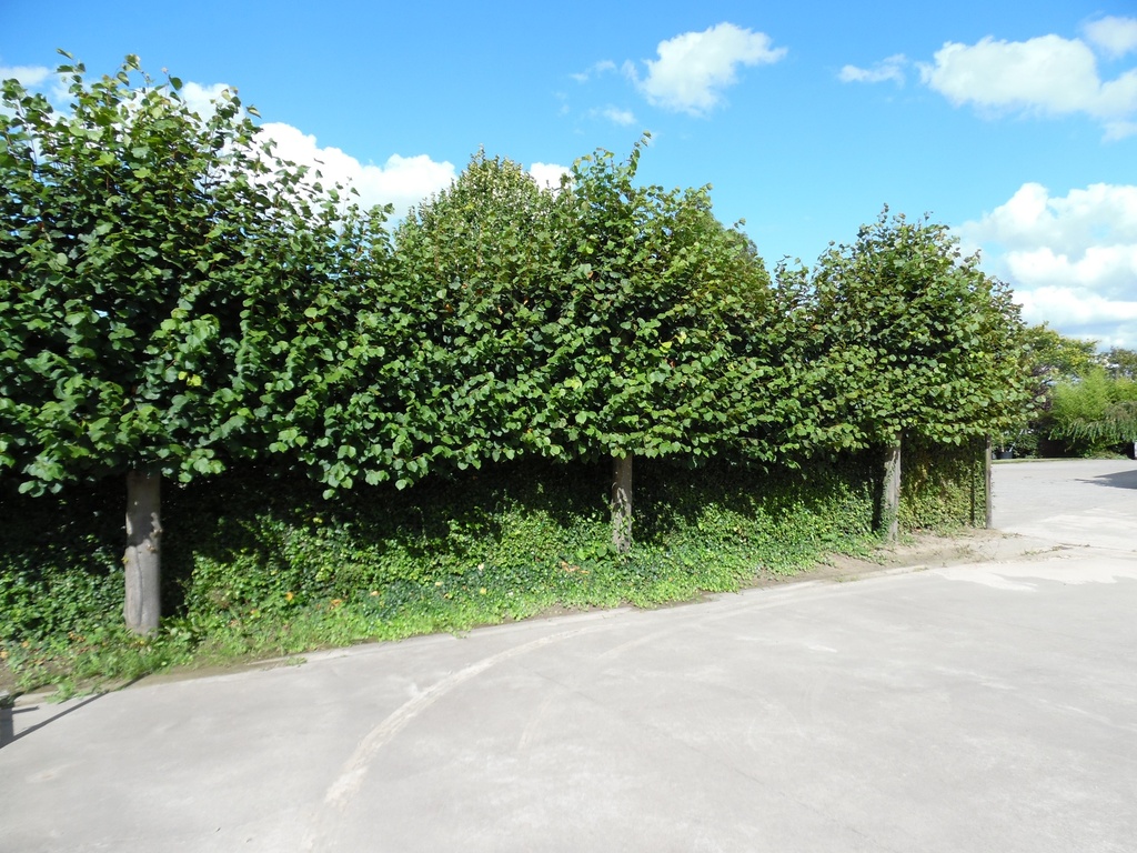 TILIA EUROPAEA 'PALLIDA' HOOGSTAM