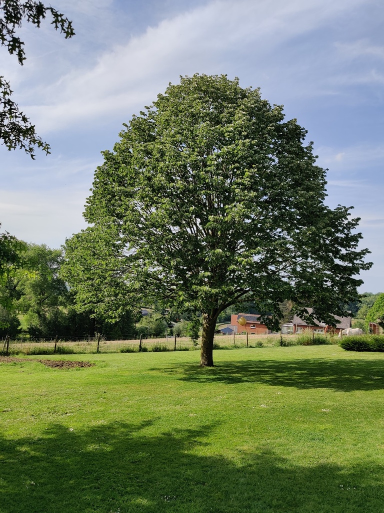 TILIA TOMENTOSA 'BRABANT' HOOGSTAM