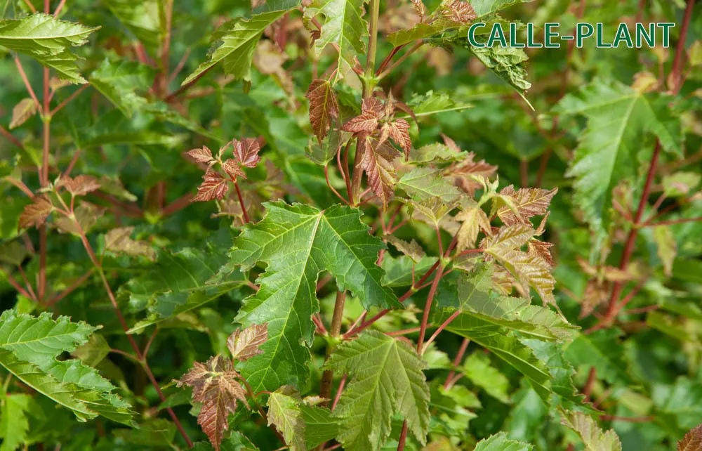 [ATGIB60] ACER TATARICUM GINNALA