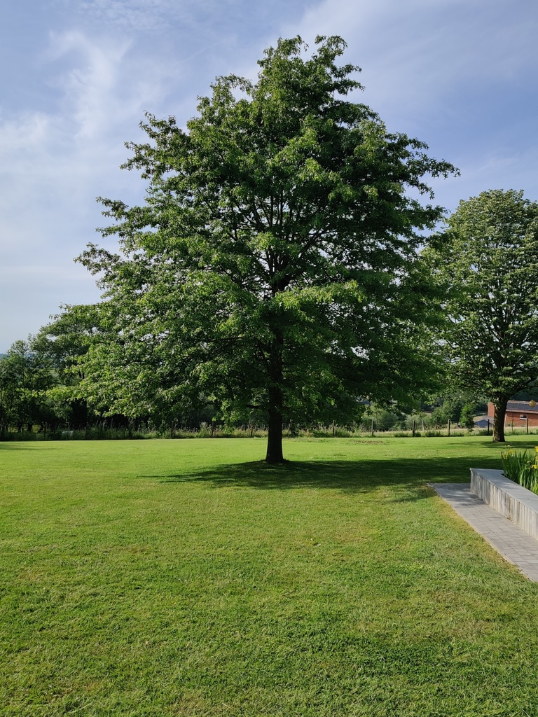 QUERCUS PALUSTRIS