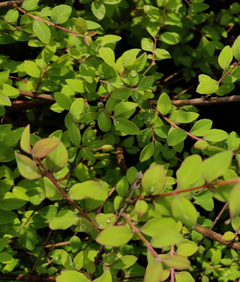 [SCHA2] SYMPHORICARPOS CHENAULTII 'HANCOCK' (Blote wortel)